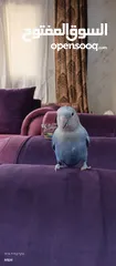  2 روز انثى اليفه طيران حر