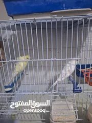  11 غرفة طيور حب هوغو وبردات انكليزي على هوغو للبيع بسعر حرق
