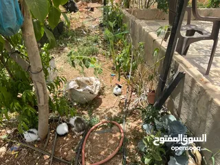  4 10أرانب صغيرة مخلط الاعمار