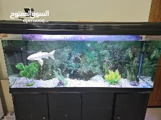  1 aquarium with fish almost new