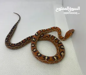  6 Scaleless Corn Snakes