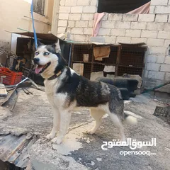  1 اناثي هاسكي