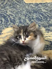  2 قطتين  العمر ثلاث شهور