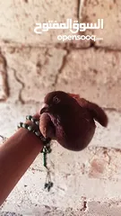  2 كوم حمام للبيع العدد 12 طير