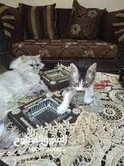  7 بسان عمره شهر للتبني