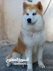  6 انثى لاسكه عمره 9 شهور قريب تطلب وزاج اول مره