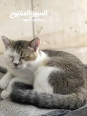  2 قط ذكر اليف