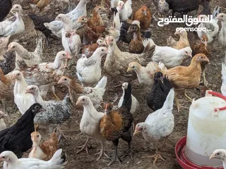  1 دجاج عماني بعمر شهرين