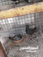  10 حمام نخب صحه ونضافه للبيع