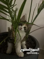  2 قطة بعمر الثلاث شهور للبتني مع اغراضها وبيتها واكلها مجاناً!!