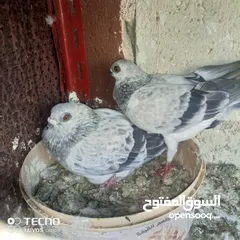  7 10جوز حمام مشكل كلو معو فراخ واشي بيض