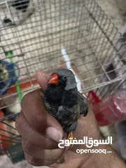  4 جوز شاركول معو فرخين