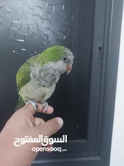  7 ببغاء كوكر