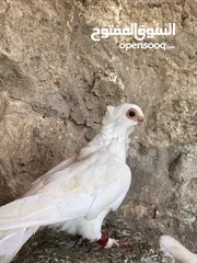  9 جواز حمام للبيع كوم