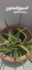  3 Plant Pot with Aloe Vera plant