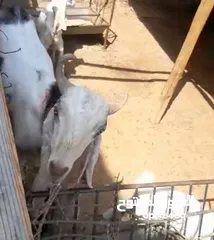  2 Pakistani goats