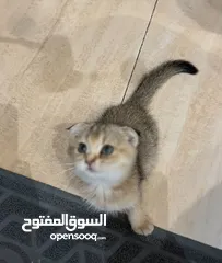  7 قطط شهرين اناث