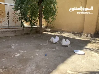  3 حمام للبيع