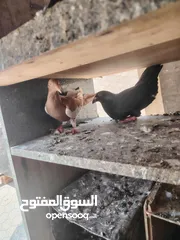  7 حمام صلاة نبي. ماشاء الله شغال