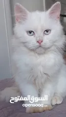  1 متوفر  قطط شيرازي  وراغدول  العمر شهرين  باسعار مناسبة  فقط 300  العنوان نابلس