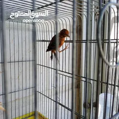  5 جوز كنار نخب النخب
