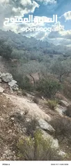  1 ارض للبيع زيتون