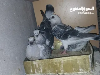  19 جواز شغاله