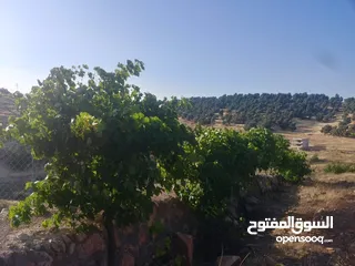  8 مزرعة في جرش للبيع من المالك مباشرة
