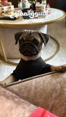  1 DOG PUG MALE