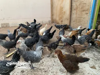 1 دجاج  للبيع