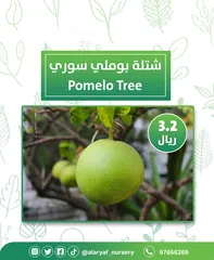  5 شتلات وأشجار البرتقال والحمضيات من مشتل الأرياف  أسعار منافسة نارنگی /  میندر کا درخت orange tree