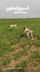  1 كلب صيد للبيع بوينتر انجلش