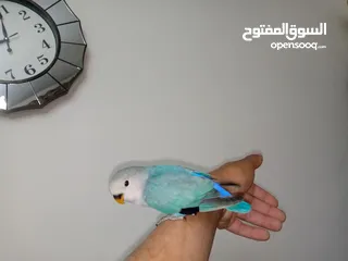  1 فرخ روز  وايت فيس سبلت سنمون اليف ميه بالميه