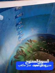  15 حوض لتربية جميع انواع السمك