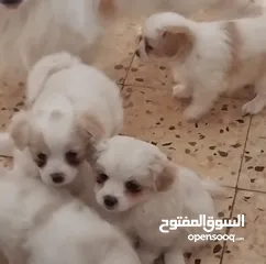  8 كلاب للبيع