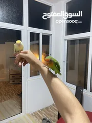  1 جوز روز أليفات للبيع