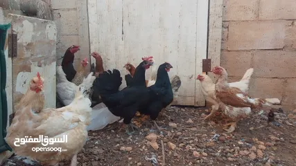  5 11 جاجه وديك نخب النخب