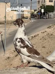  2 حمام كش  طير حمام