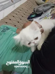  2 قطه للبيع في حمدان