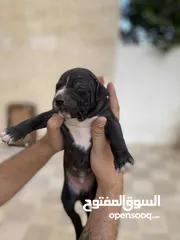  4 جراوي بيتبول نادرة جدا