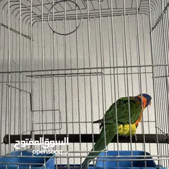  4 ببغاء لوري اليف  Cute Lori parrot