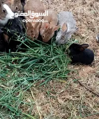  1 أرانب نخب للبيع