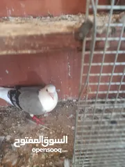  8 حمام للبيع المكاتيف معهم فرخين قرب كنيسةالماريوسف