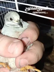  5 2ذكر سمان صيني (Button Quail) بحالة ممتاز، من طفرات نادرة وجميلة.