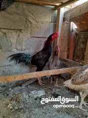  3 ديج و3 دجاجات للبيع بياضات ورس وخشنات