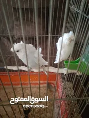  2 متاح جوز شغال موجود في طبربور سعرهن 20 من الاخر