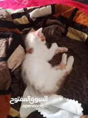  6 2 قطط ذكور للتبني