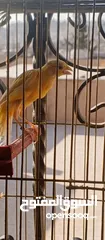  2 كنار بندوق قيفز للبيع او للبدل
