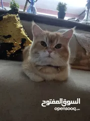  3 قط سكوتش للبيع
