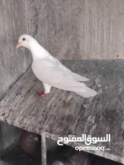  8 حمام حجم كبير للبيع عدد. 14